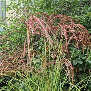 Miscanthus Sinensis 'Red Cloud'